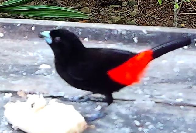 Scarlet-rumped Tanager