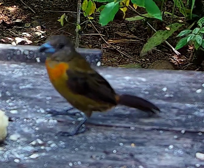 Passerini's Tanager
