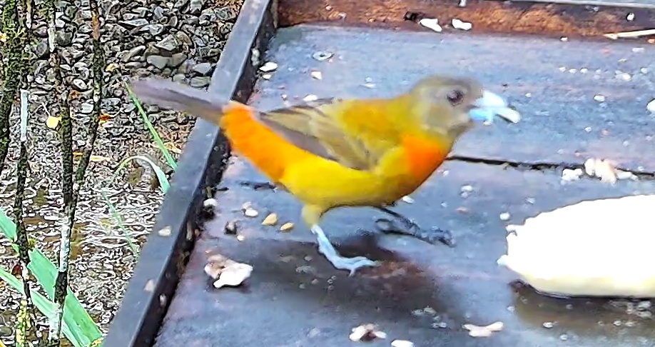 Flame-rumped Tanager