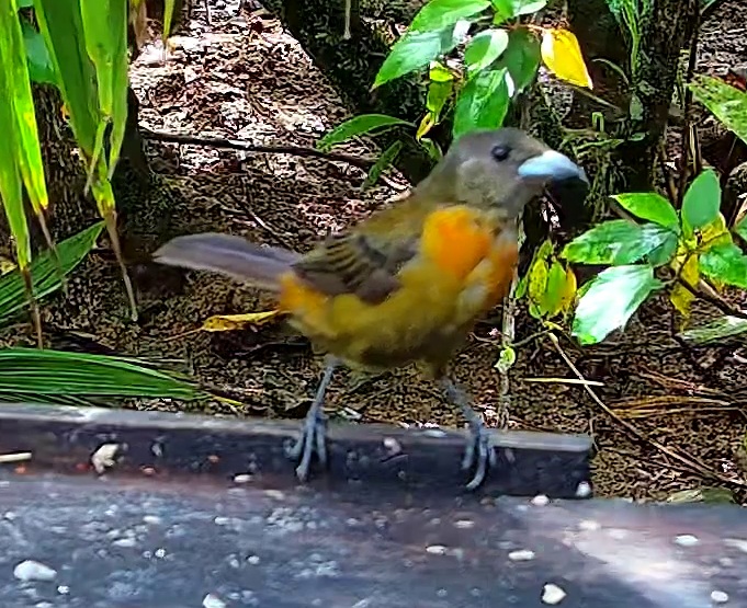 Flame-rumped Tanager