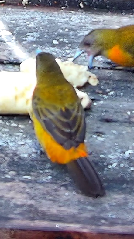 Olive-backed Tanager