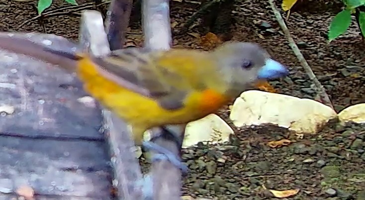 Crimson-backed Tanager