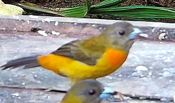 Flame-rumped Tanager