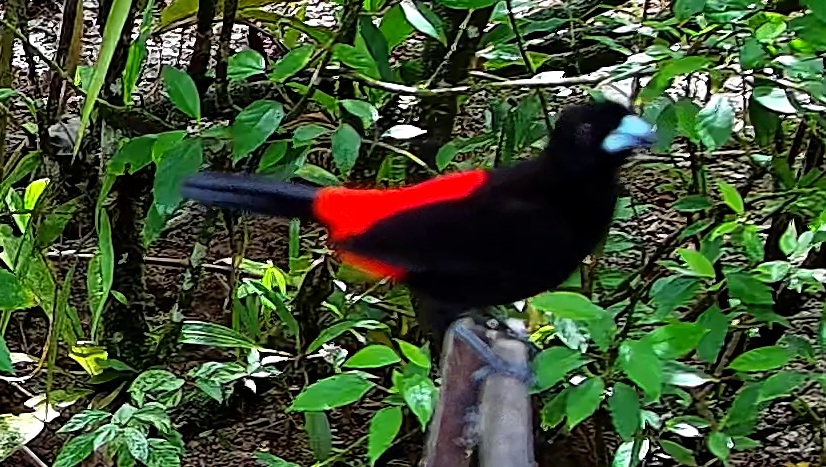 Scarlet-rumped Tanager
