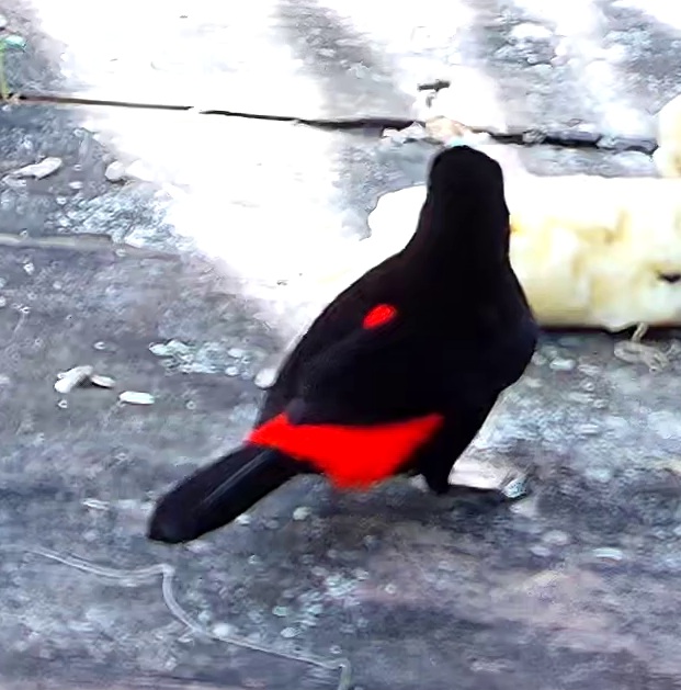 Scarlet-rumped Tanager