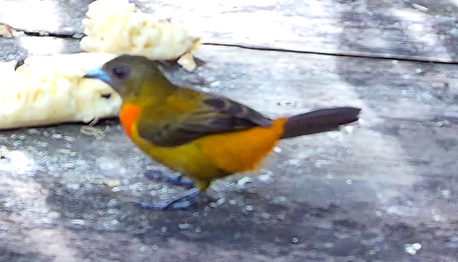 Flame-rumped Tanager