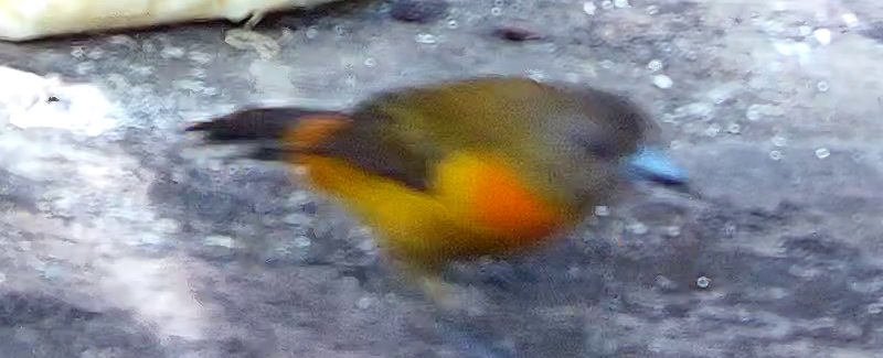 Flame-rumped Tanager
