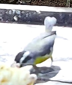 Bananaquit
