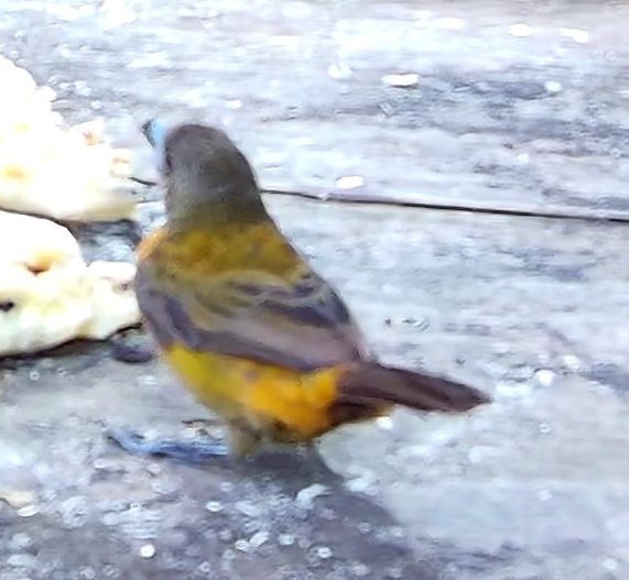 Flame-rumped Tanager