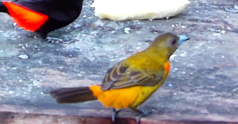 Flame-rumped Tanager