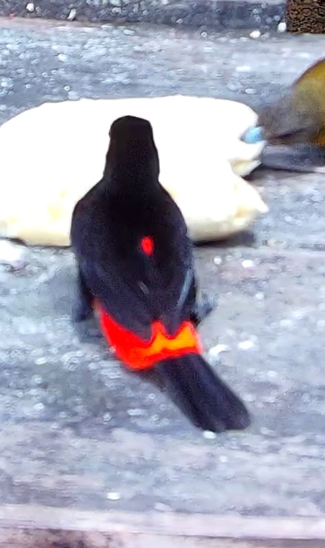 Flame-rumped Tanager