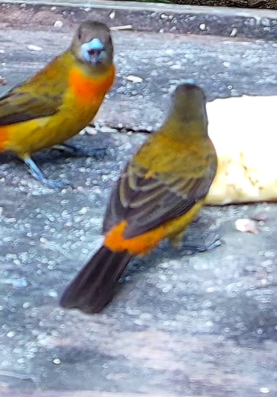 Flame-rumped Tanager