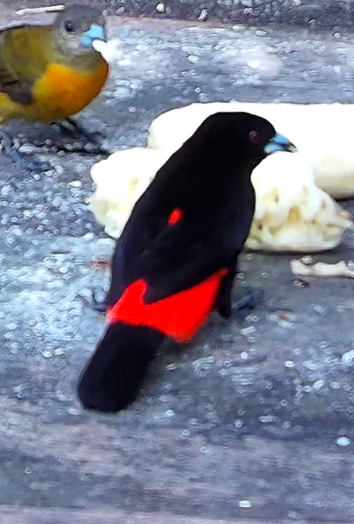 Scarlet-rumped Tanager