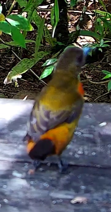 Passerini's Tanager