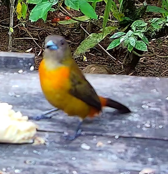 Flame-rumped Tanager