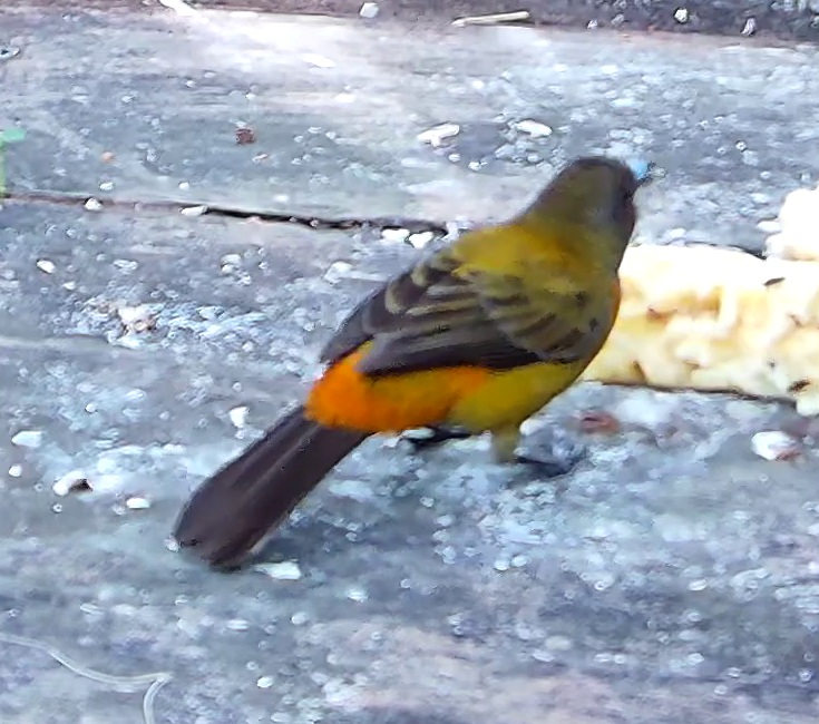 Flame-rumped Tanager