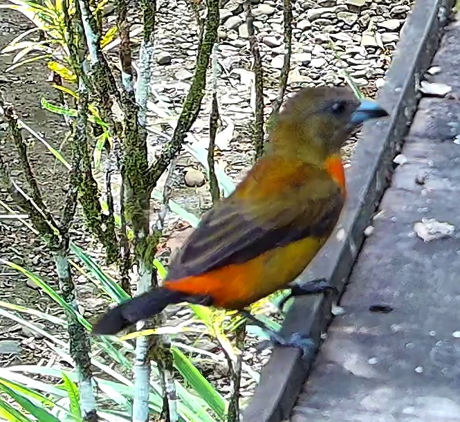 Flame-rumped Tanager