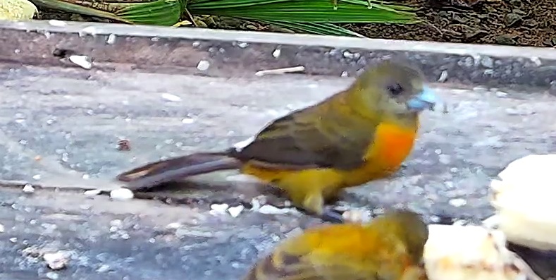 Flame-rumped Tanager