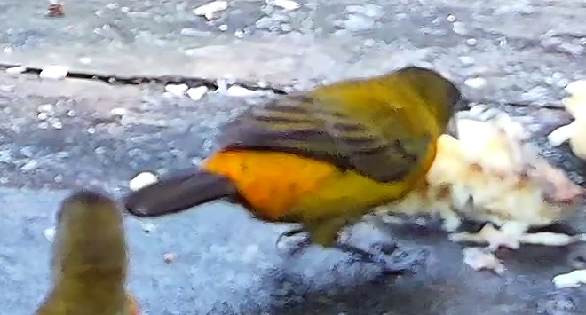 Flame-rumped Tanager