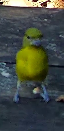 Saffron finch