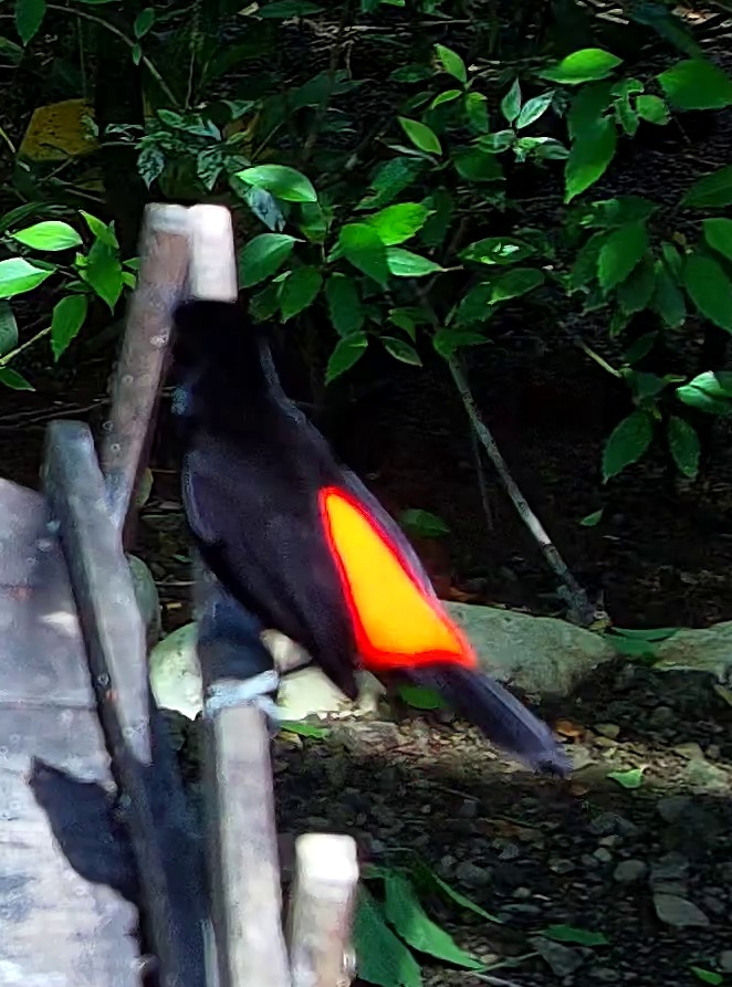 Scarlet-rumped Tanager
