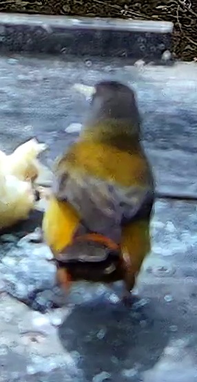 Bananaquit