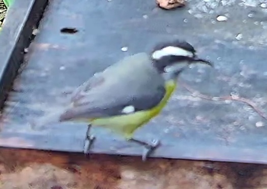 Bananaquit