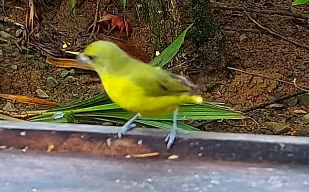 Violaceous euphonia