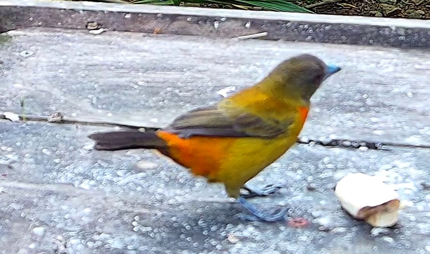 Flame-rumped Tanager