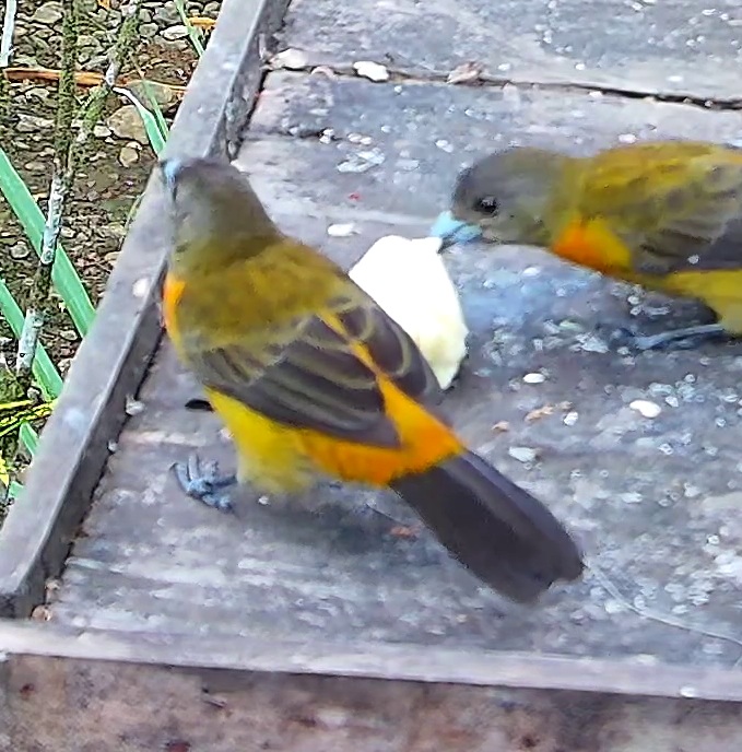 Flame-rumped Tanager