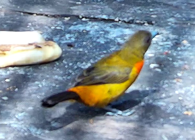 Flame-rumped Tanager