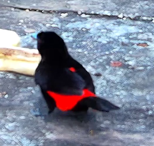 Crimson-backed Tanager