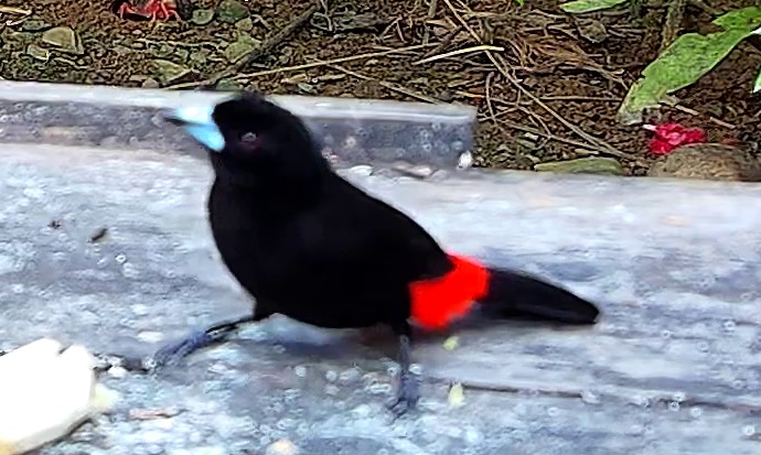 Flame-rumped Tanager