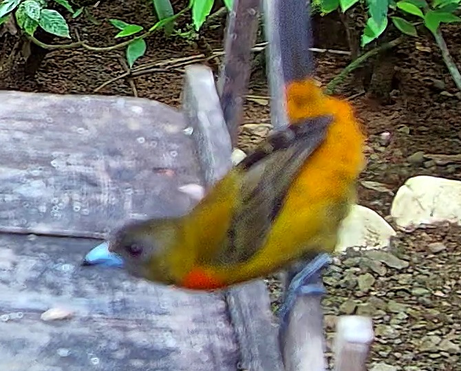 Scarlet-rumped Tanager