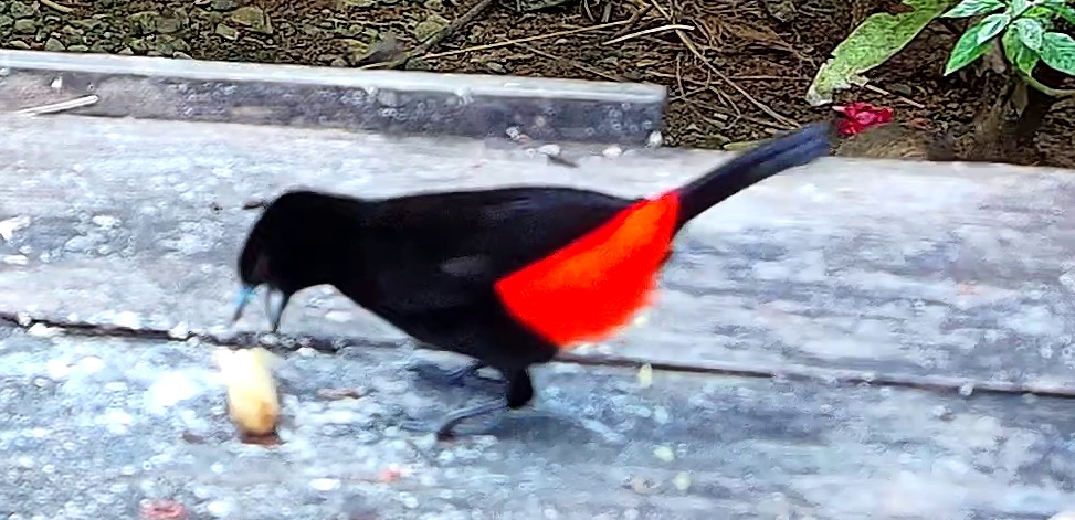 Scarlet-rumped Tanager