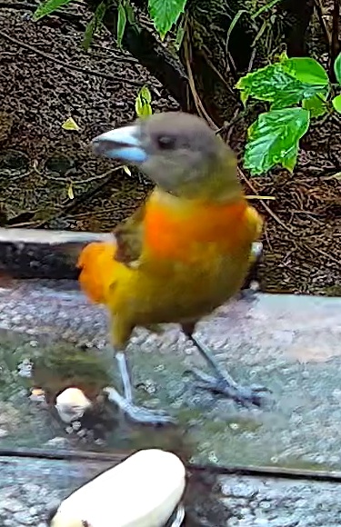 Buff-throated saltator