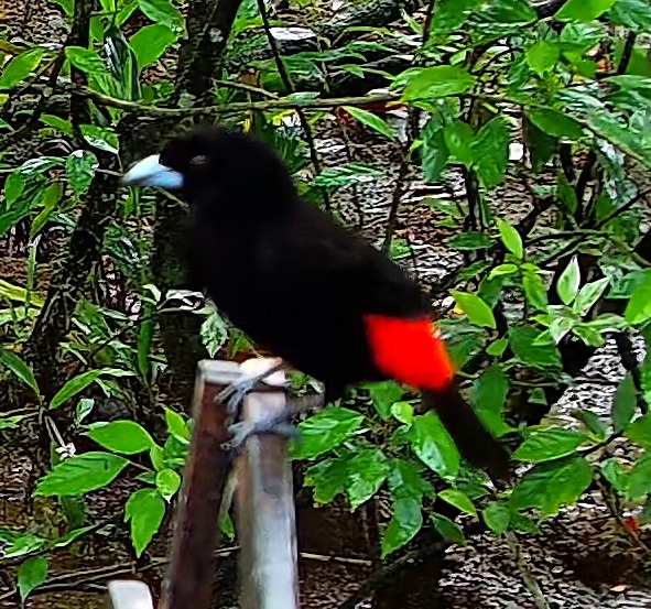 Scarlet-rumped Tanager