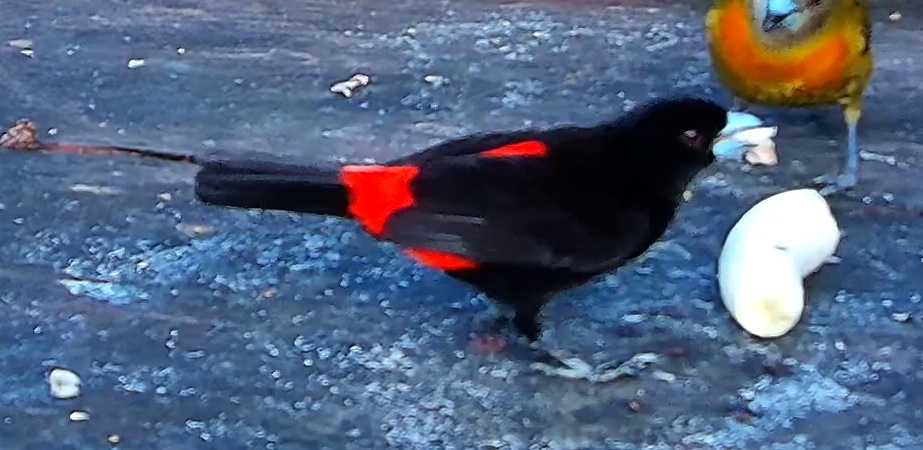 Flame-rumped Tanager