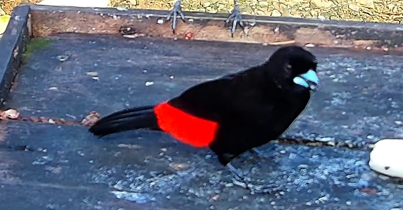 Scarlet-rumped Tanager