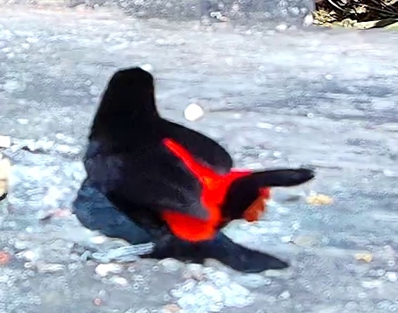 Scarlet-rumped Tanager