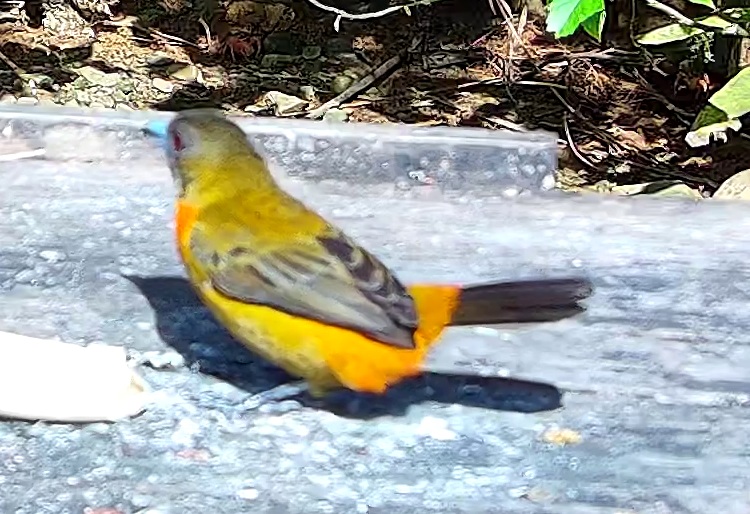 Flame-rumped Tanager