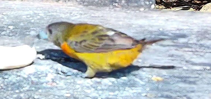 Saffron finch