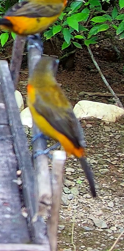 Flame-rumped Tanager