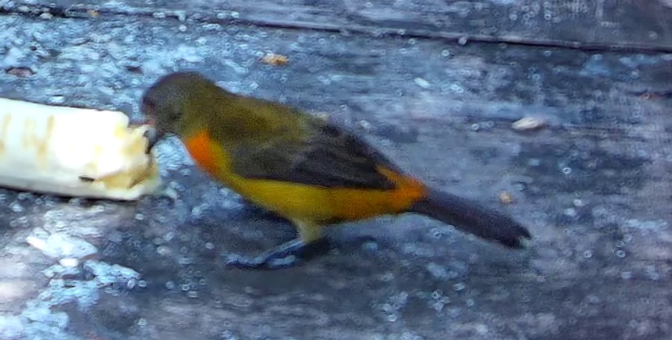 Crimson-backed tanager