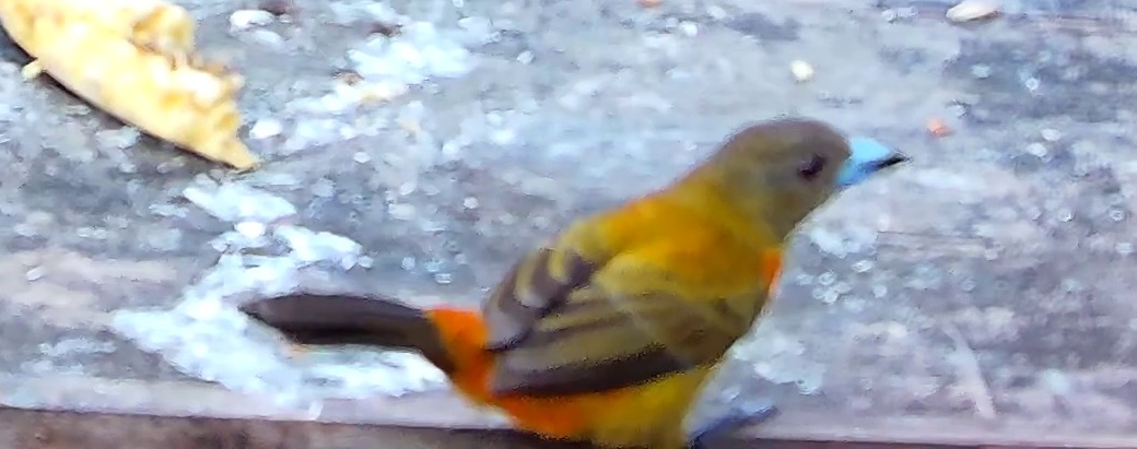 Flame-rumped Tanager