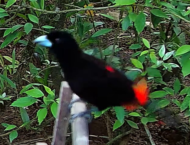 Scarlet-rumped Tanager