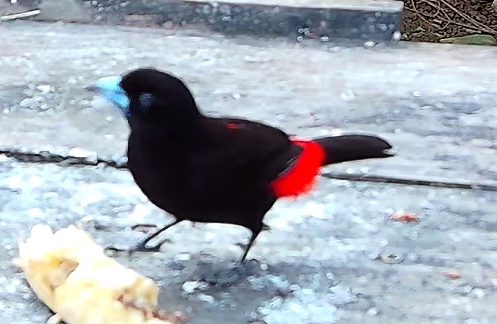 Scarlet-rumped Tanager