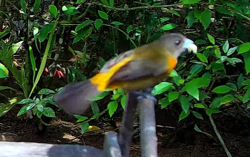 Crested Oropendola