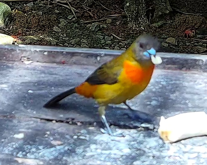 Scarlet-rumped Tanager
