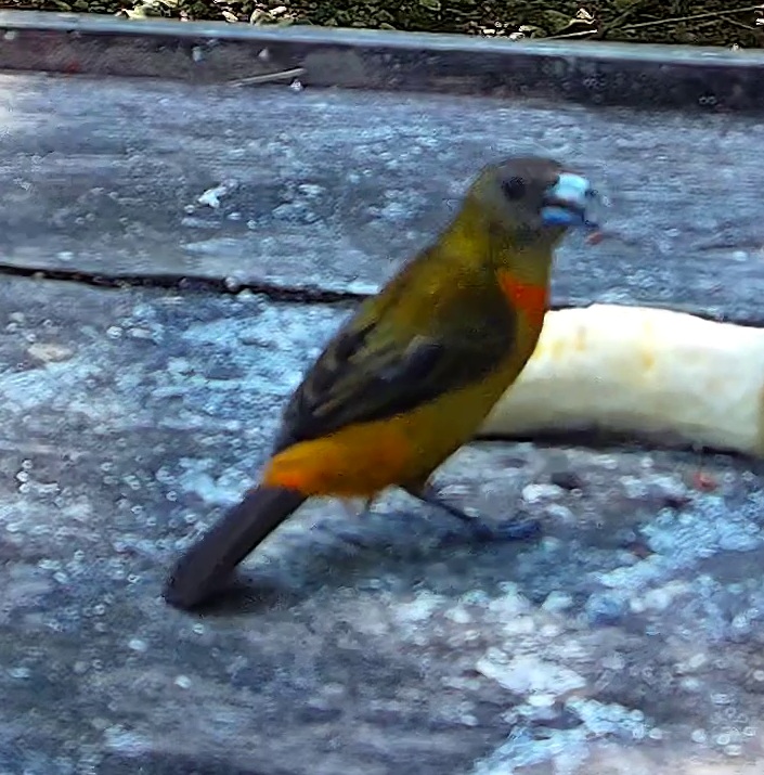 Flame-rumped Tanager